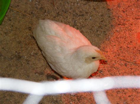 My White Leghorn. | BackYard Chickens - Learn How to Raise Chickens