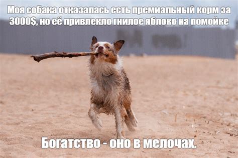 Создать мем "dog, домашние животные, австралийская овчарка" - Картинки ...