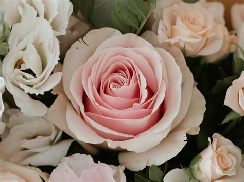 meaning  pink roses