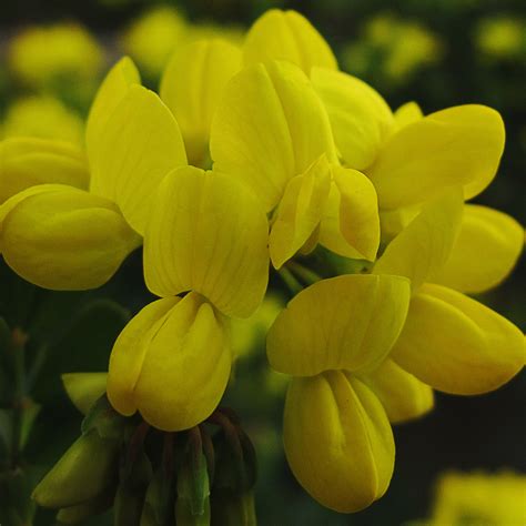 Glaucous Scorpion-Vetch : buy Glaucous Scorpion-Vetch / Coronilla