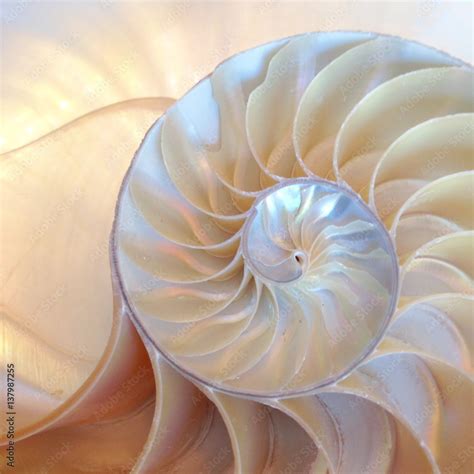 shell nautilus pearl fibonacci sequence symmetry coral cross section