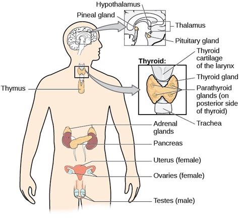 A diagram of the human body illustrates the locations of the thymus, several parts within the ...