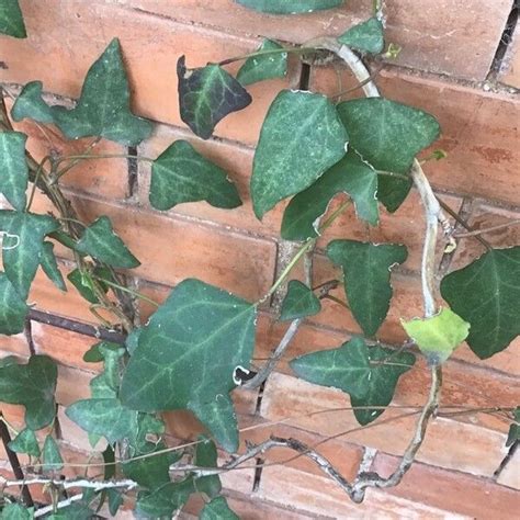 Madeiran Ivy (Hedera Maderensis) Plant Care & How to Grow, Water