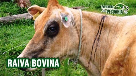 Sintomas De Raiva Bovina - Sintomas Da Raiva Em Bovinos - NAZAEDU