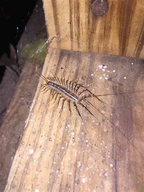 House Centipede Eating