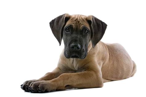The Brown Great Dane: Light, Dark and Everything in Between