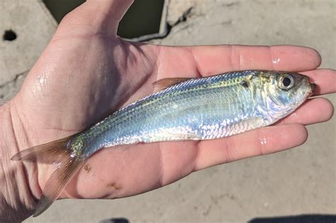 Bait Profile - Alewife — Jeff Elliott Outdoors