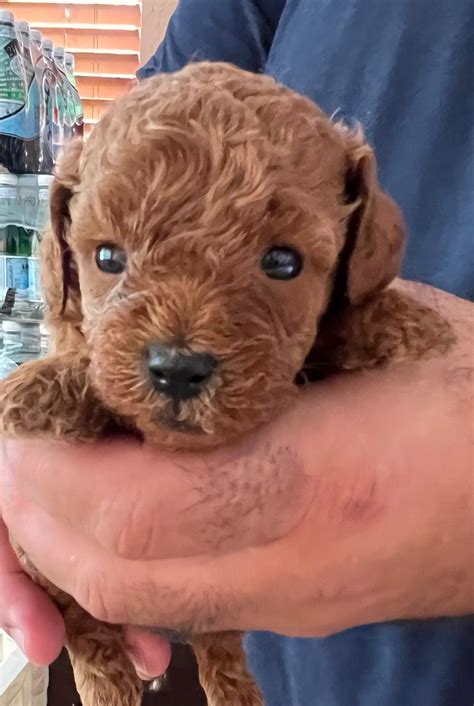 Poodle Puppies For Sale In Florida