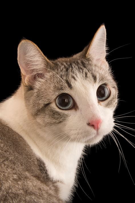 When Were Cats And Dogs Domesticated