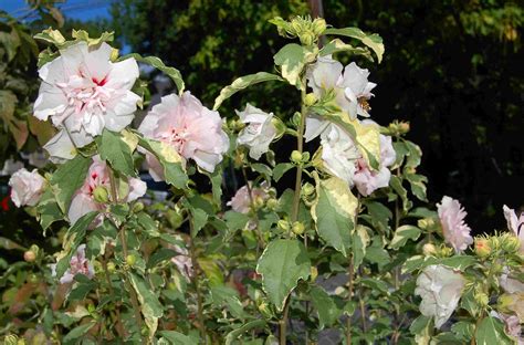 12 Rose of Sharon Varieties for Your Landscape