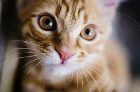 Can You Put Neosporin On A Cat ? - 2025