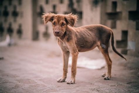 The Stray Dogs In Chernobyl And How Do They Do