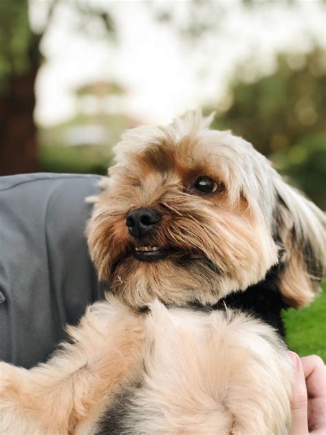 speaking of dogs with underbites...meet Chewy! : r/aww