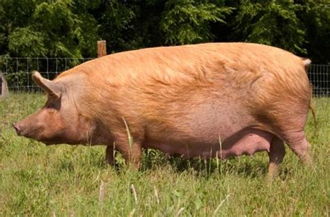 Pig Breeds - Tamworth | Pig breeds, Pig, Breeds