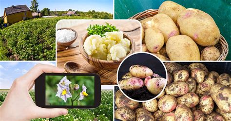 Сорт картофеля Пикассо: характеристика, описание с фото, отзывы