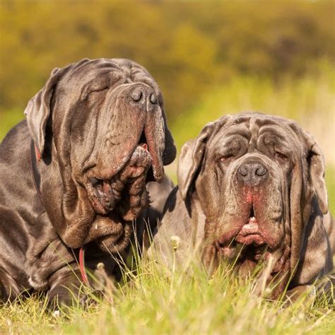 Mastiff Colors & Patterns - From Common to Extremely Rare