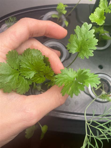 Does this look like parsley or cilantro? : r/Hydroponics