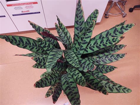 My Rattlesnake Calathea is 3ft tall, and started to brown on the tips