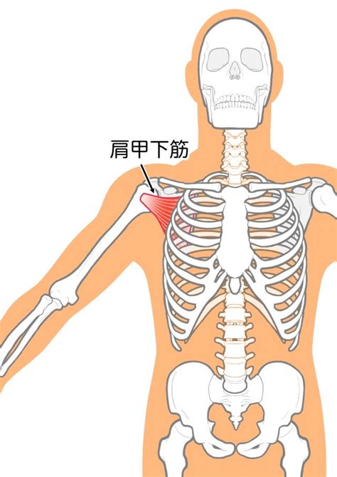 肩甲骨はがしって？part2 |やまだ鍼灸整体院
