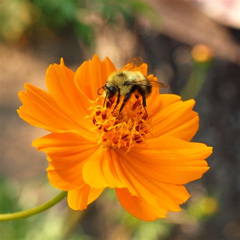 bee  flower  stock photo public domain pictures