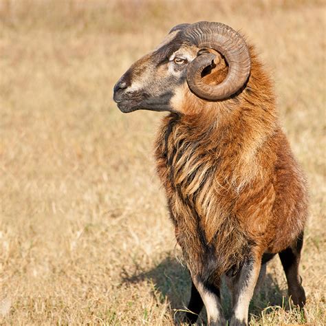 Xtra Barbados Sheep