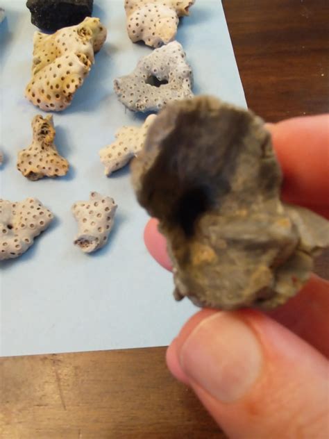 Flag Ponds Natural county park (Near Calvert Cliffs MD) : r/fossils