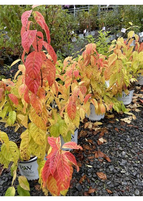 Sugar Shack Buttonbush | Behmerwald Nursery - Behmerwald Nursery