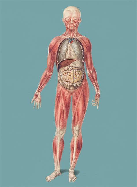 Human Anatomy Images | Free Vectors, PNGs, Mockups & Backgrounds - rawpixel 