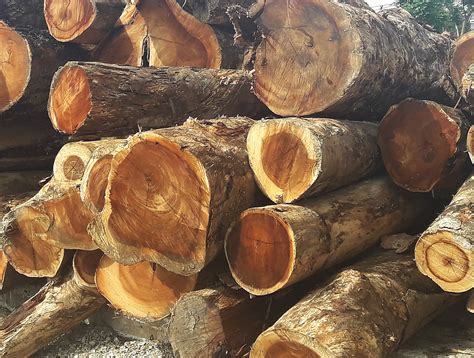 C Logs 4 – Puerto Rico Hardwoods