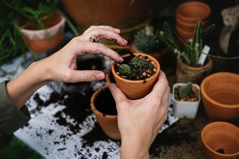 Como Plantar Em Vasos - Como plantar em vasos: Aprenda em um passo-a-passo simples e rápido