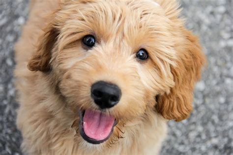 What Is The Temperament Of A Mini Goldendoodle