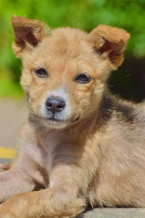 photo  white puppies  stock photo
