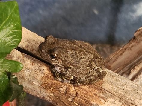are grey tree frog poisonous 2