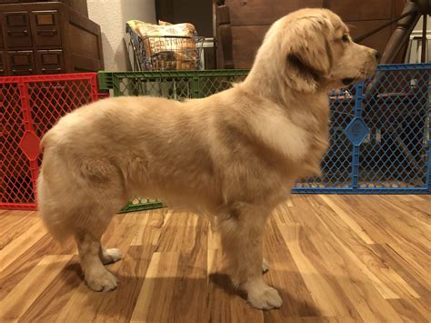 Hind Legs Shorter Than Front | Golden Retriever Dog Forums