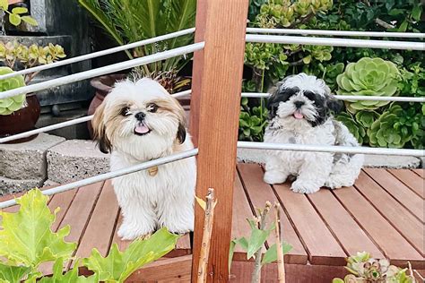 Shih Tzu House - Puppies For Sale