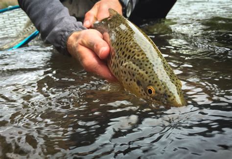 The Spring Fish Window - Montana Wild