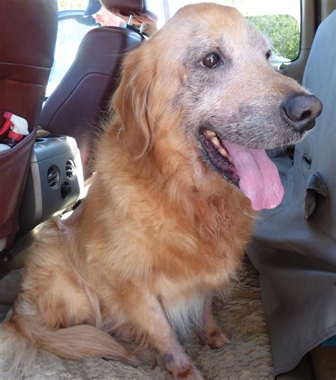Why Golden Retriever Losing Hair