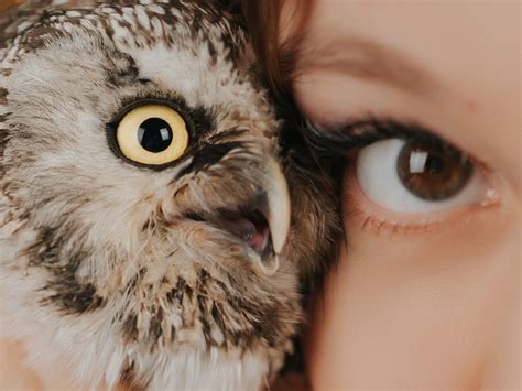 visszaterhet  birtokra az erdei fuelesbagoly cenweb magazin