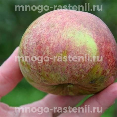 Саженцы Яблоня Конфетное-2 купить по цене 600 руб. в Москве с доставкой ...