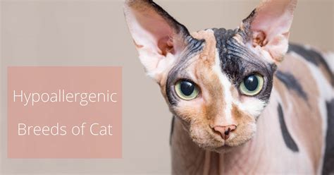 8 Best Hypoallergenic Cat Breeds - Cat-World