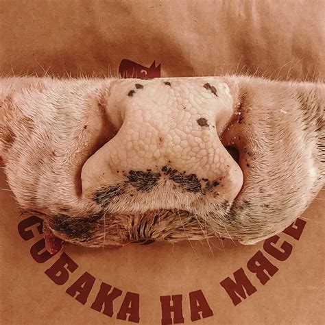 Говядина Archives - Собака на мясе