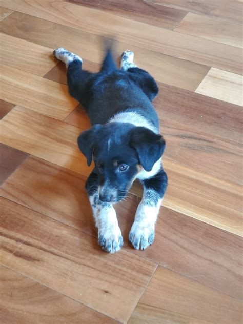 Schnoodle Puppies For Sale | Hopeful Dreams Family Puppies