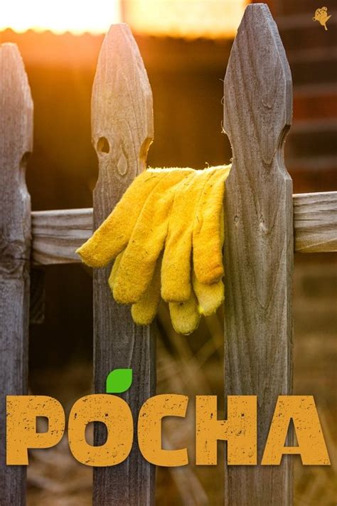 pocha  onde assistir sinopse  curiosidades ahshowtv