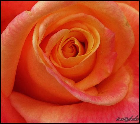 Rosa Com Laranja Dá Que Cor