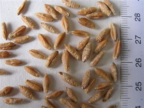 TRITICALE
