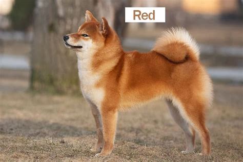 Shiba Inu Colors – A Definitive Guide - My First Shiba Inu