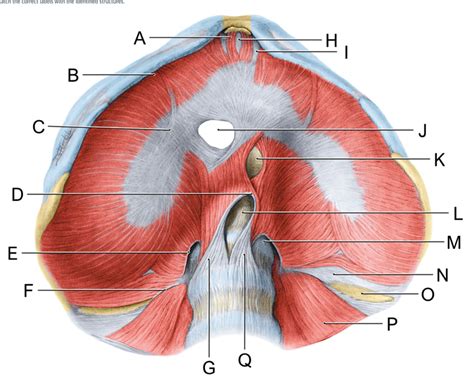 diaphragm diagram diagram quizlet