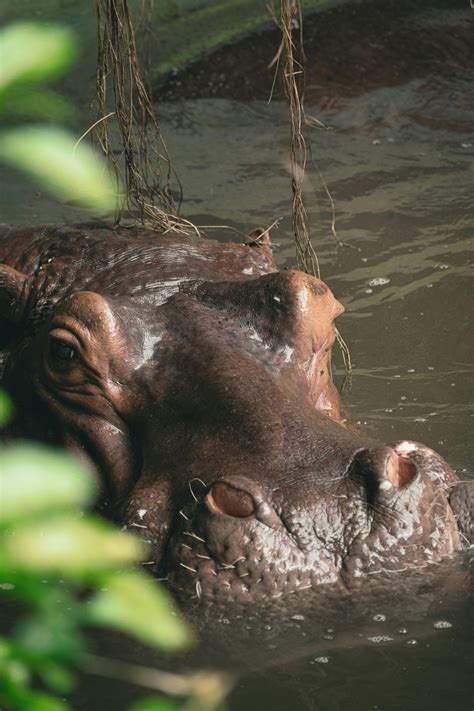 Anime+Foxgirl+Twerking Photos, Download The BEST Free Anime+Foxgirl