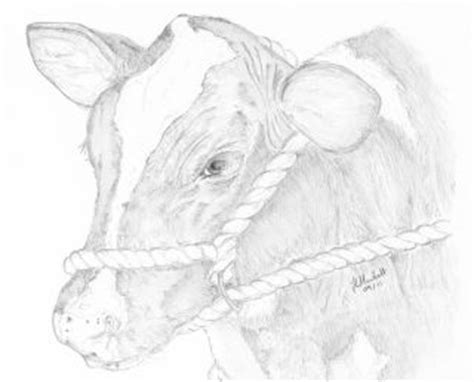 Farm Animal Sketches at PaintingValley.com | Explore collection of Farm Animal Sketches