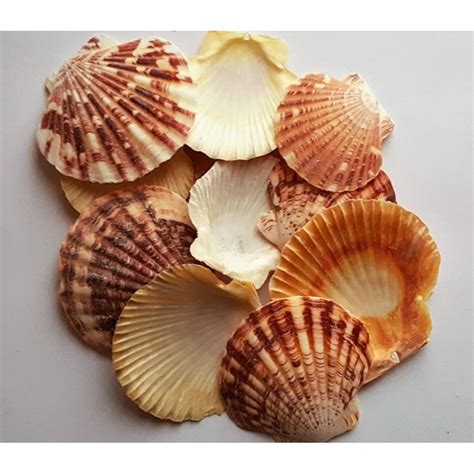 Ракушки морские названия | Shtampik.com